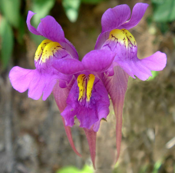 Linaria triornithophora photo